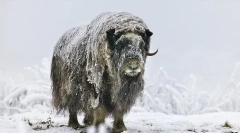 Razno - zelo redki manflock